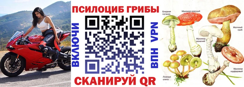 купить наркотик  Сураж  Галлюциногенные грибы Psilocybe 